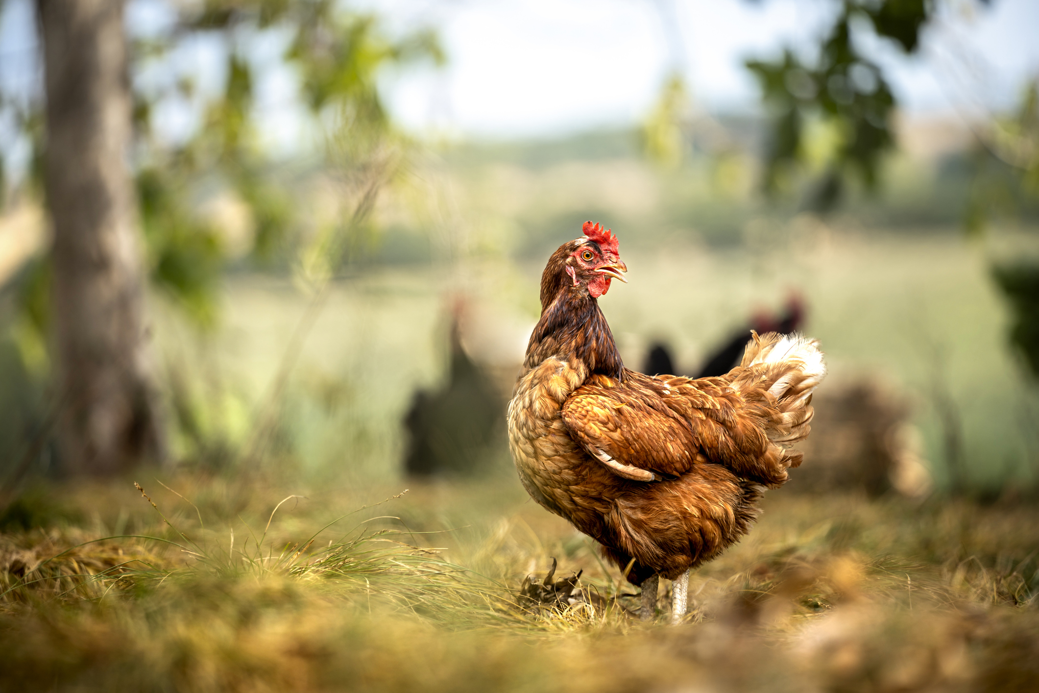 Sustainably Raised Chicken In Species-Appropriate Free-Range Husbandry