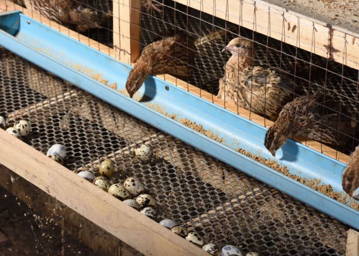 Quail-Farming-Supplies-Feeder