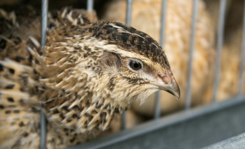 quail-farming