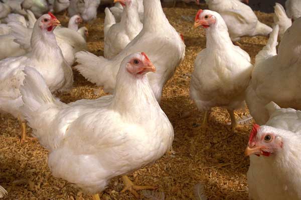 The-most-basic-principles-of-broiler-breeding
