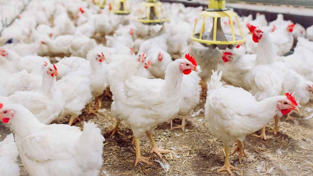 broiler-chicken-2-1024x576