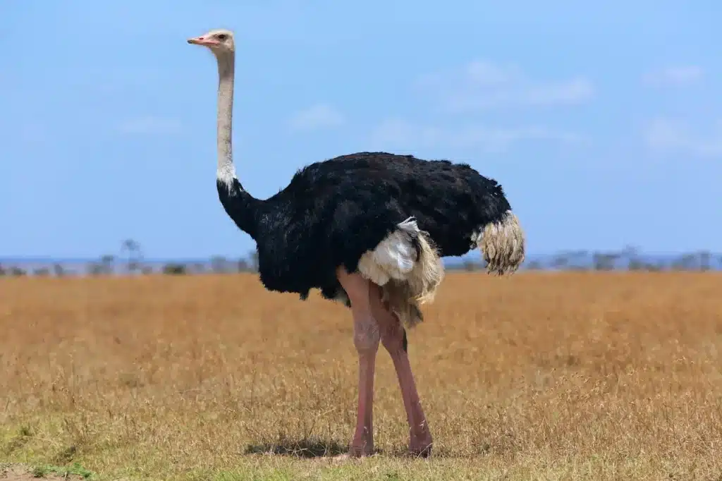 Ostriches-1280x853-2-1024x682